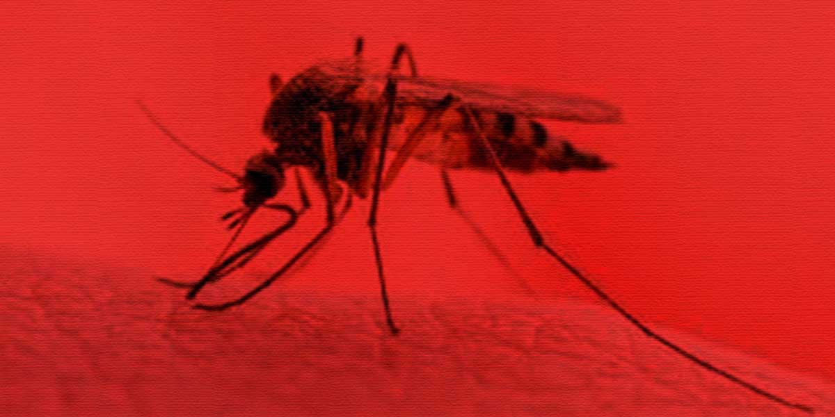 Ilutrasi nyamuk malaria